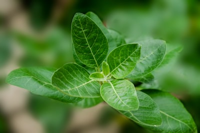 Ashwagandha Dosage Guide 2026: How Much to Take by Goal