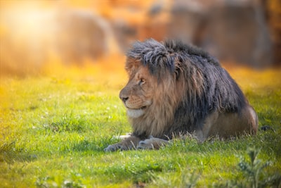 Bacopa vs Lion's Mane: Which Is Better for Brain Health?