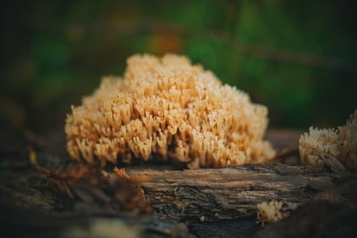Lion's Mane Mushroom Benefits, Dosage & Best Supplements 2026