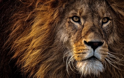 Lion's Mane vs Reishi: Which Mushroom Is Better for Brain Health?