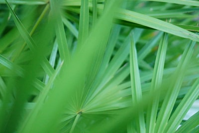 Saw Palmetto for Prostate Health: Complete Evidence Guide (2026)