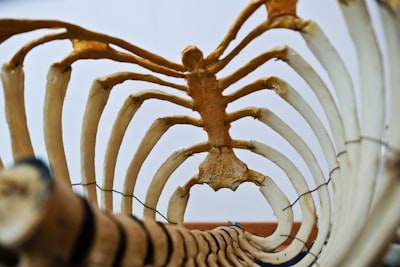Strontium Supplements: The Bone-Building Mineral You've Never Heard Of